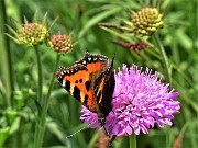 Mi son goduto la peonia dello Zucco e non solo ! – 23magg23 - FOTOGALLERY